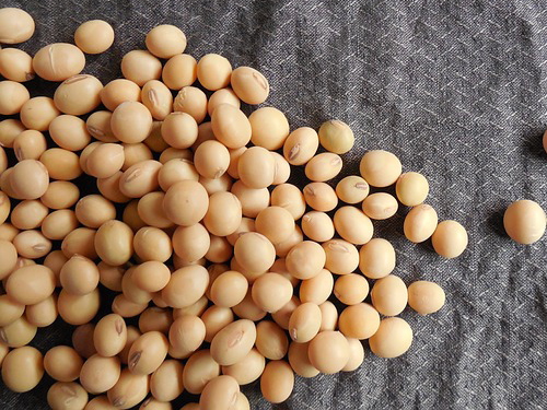 「大豆由来」の植物性コラーゲン