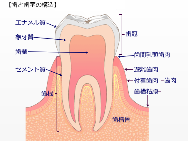 コラーゲンと歯と歯茎（はぐき）の健康